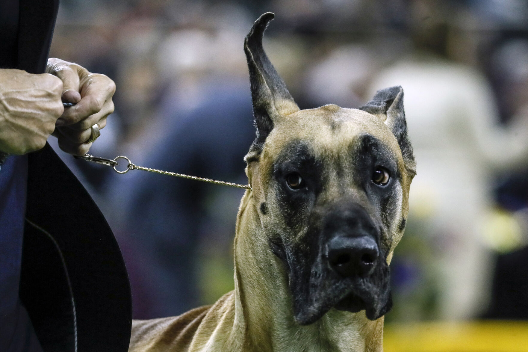 Westminster Dog Show